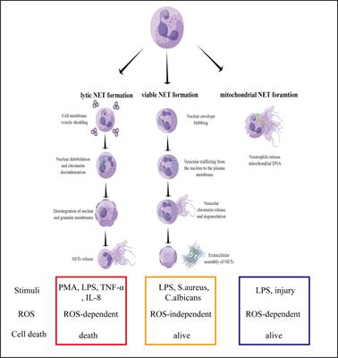 Frontiers Neutrophil Extracellular Traps And Complications Of Liver